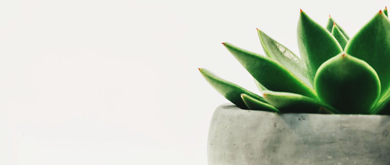 effets des plantes sur la qualité de l'air