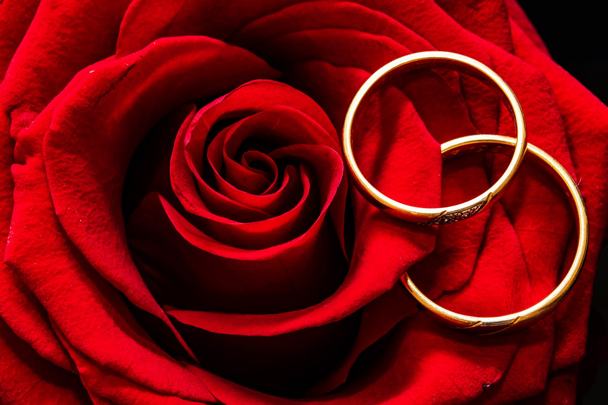 Rose éternelle sous cloche, LE cadeau parfait pour symboliser votre amour -  Plants for people
