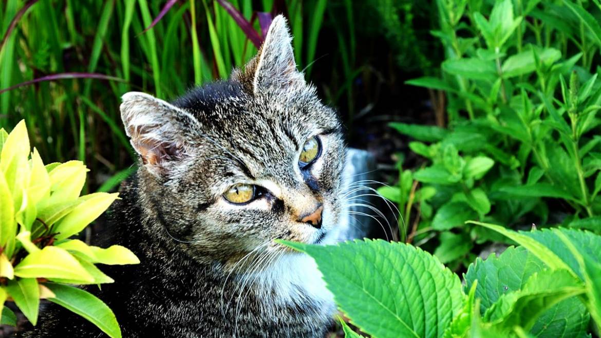 6 bienfaits de la griffe de chat, cette plante étonnante !