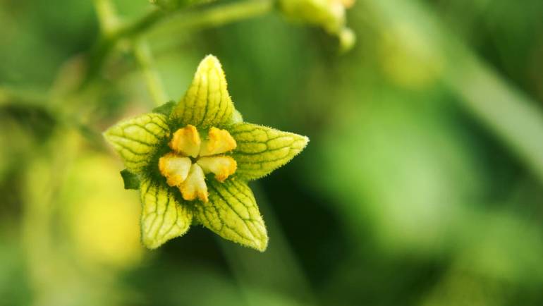 La mandragore, une plante atypique et pleine d’histoire.