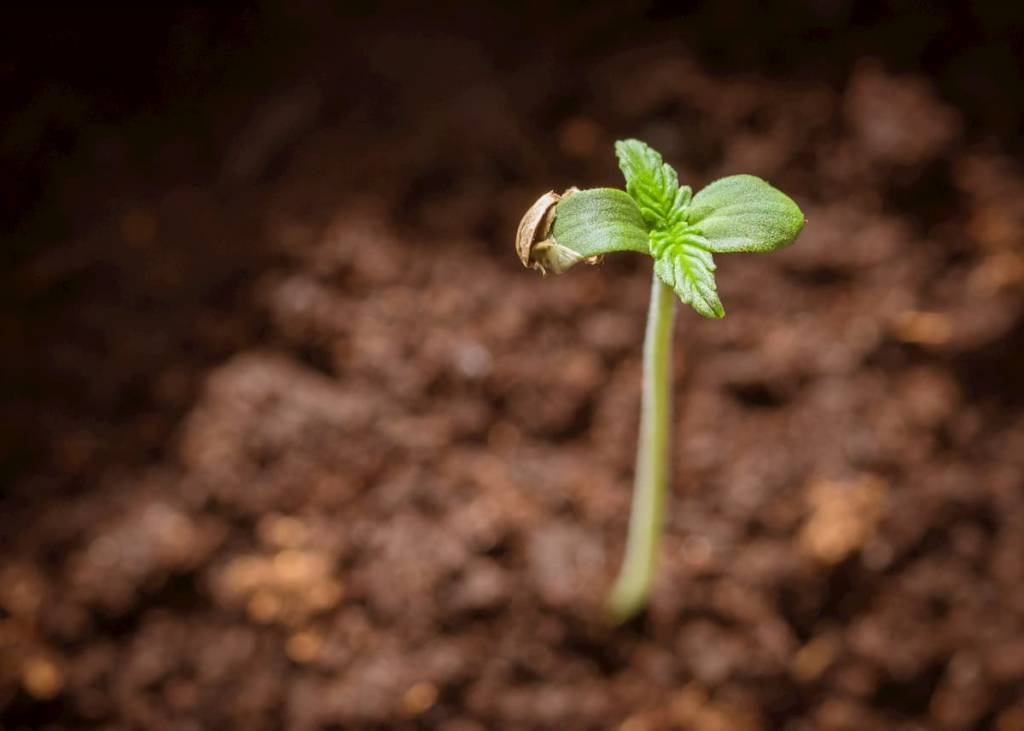 graines cannabis auto floraison