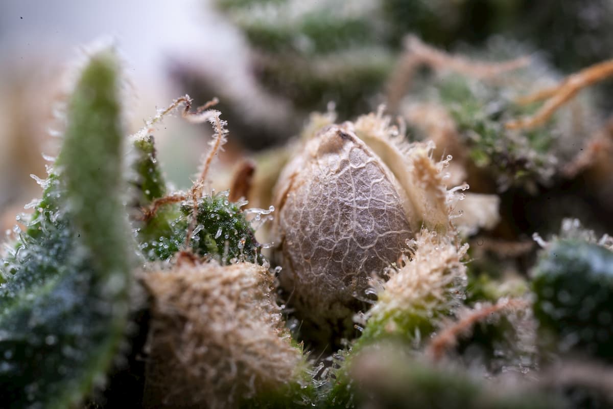 graines de cannabis