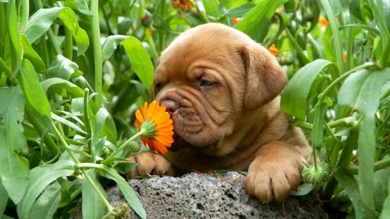 Top 11 des plantes à cultiver quand on a un chien