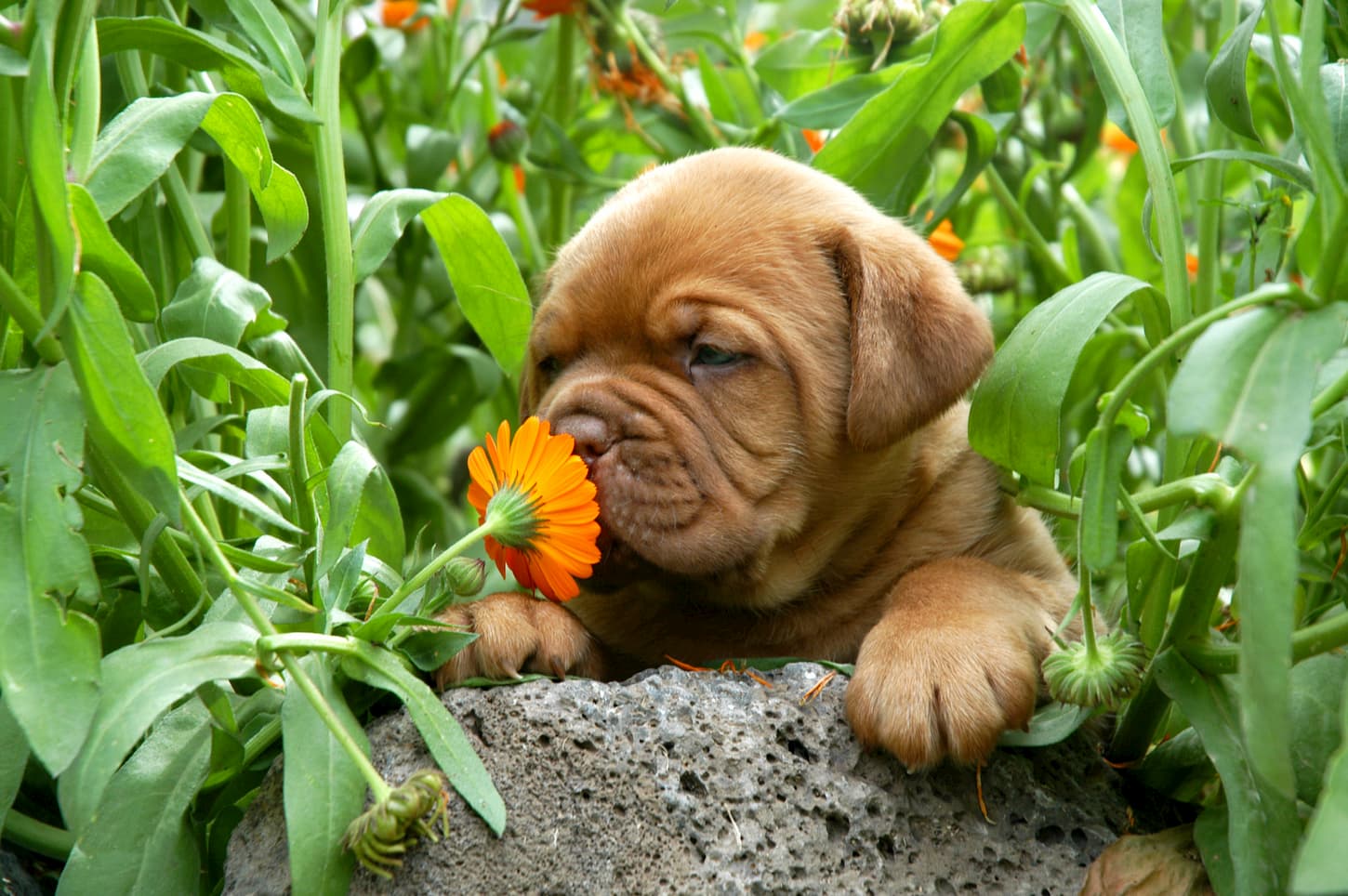 plantes pour le chien