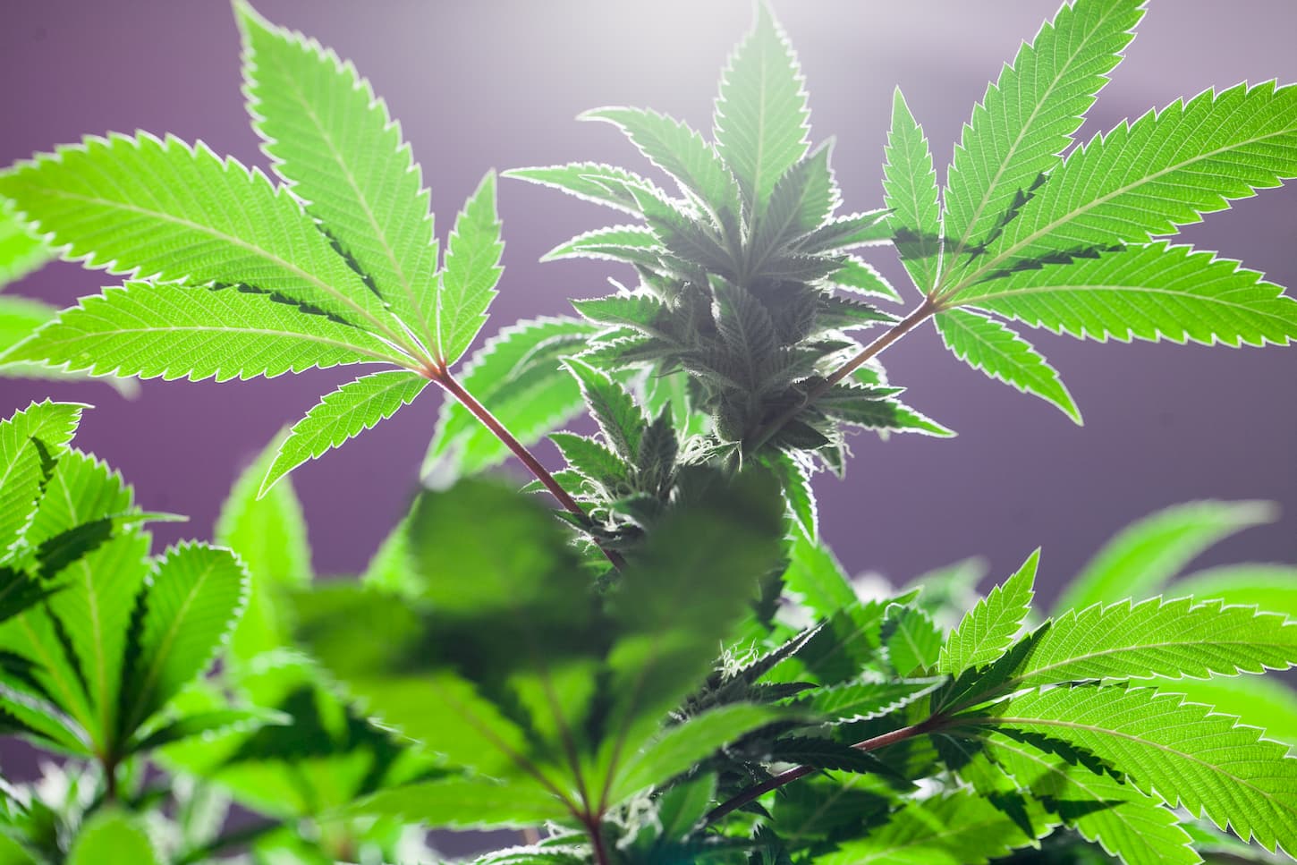 germination cannabis