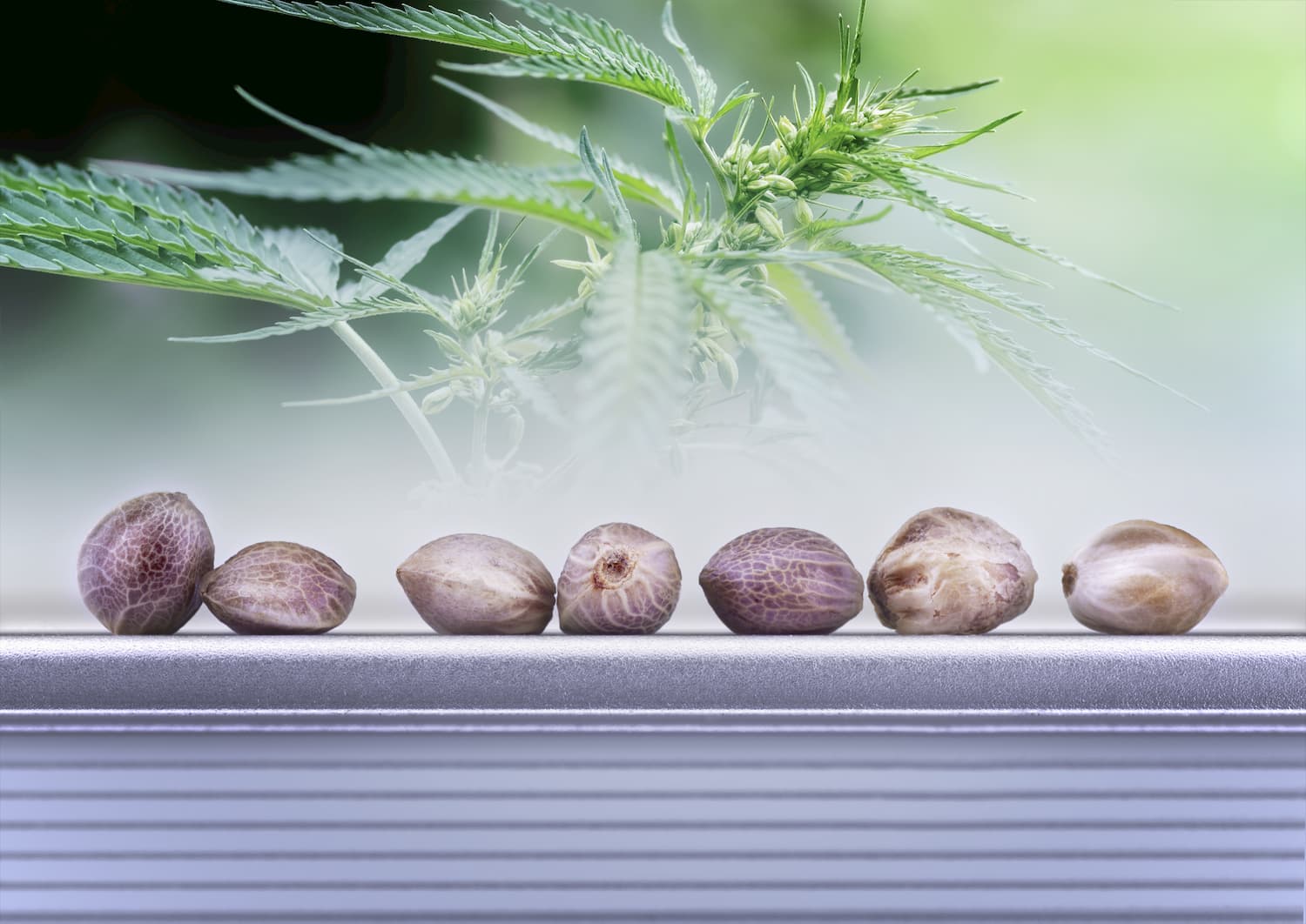 graines de cannabis