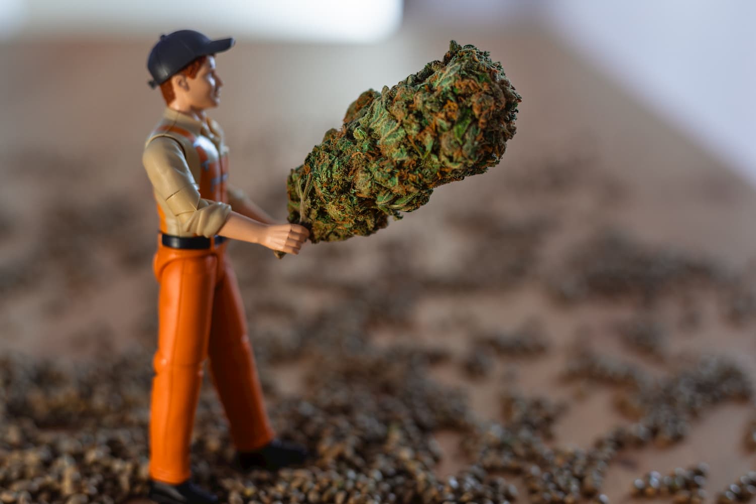 graines de cannabis super aliment
