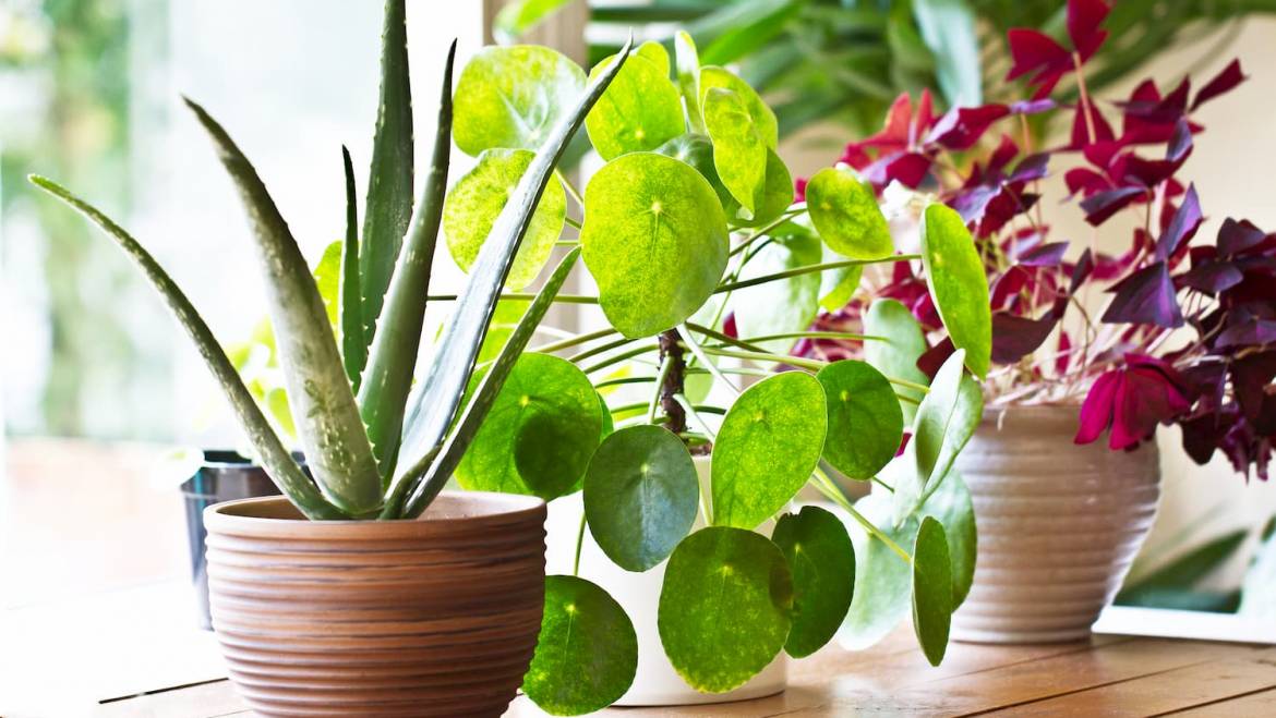 10 astuces de pro pour bien entretenir ses plantes vertes d’intérieur