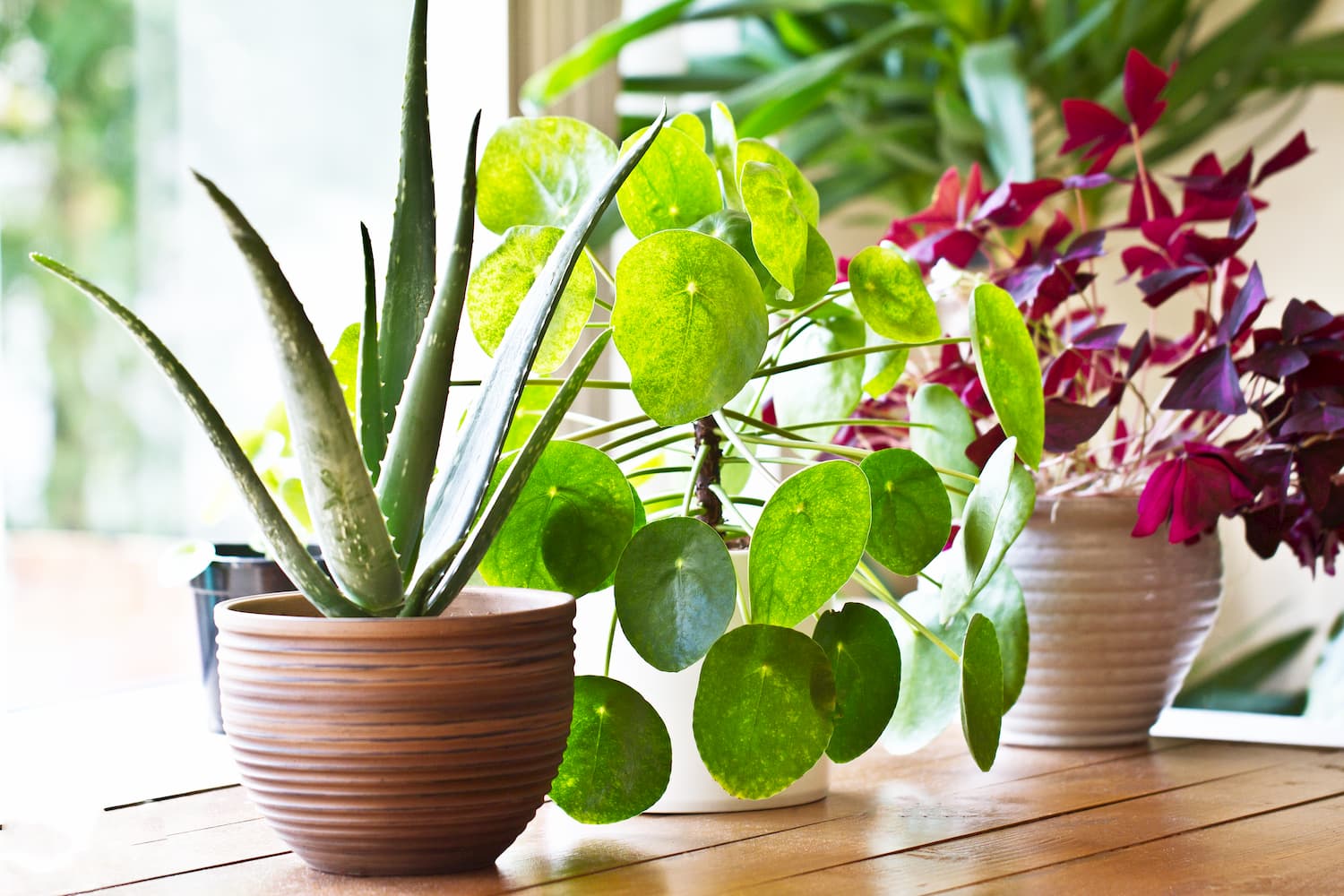 entretenir ses plantes d'intérieur