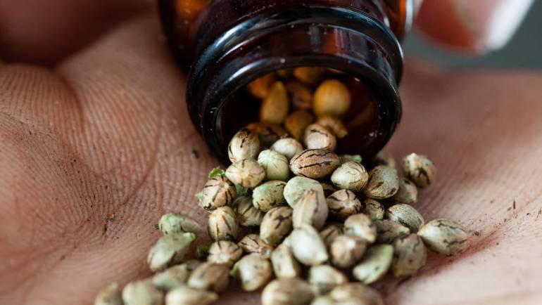 Reconnaître les graines de chanvre et les graines de cannabis de haute qualité