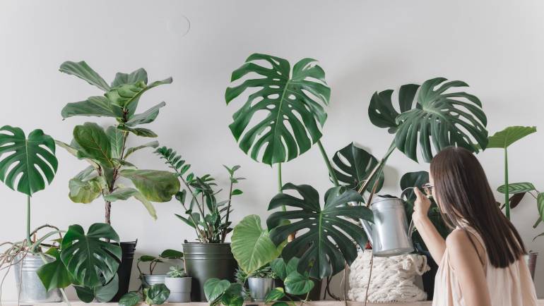 Tous les avantages des plantes dans votre maison en un coup d’œil