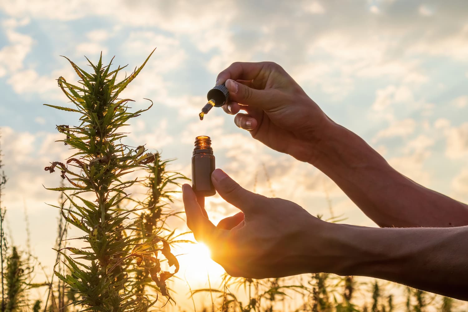 cbd antidouleur