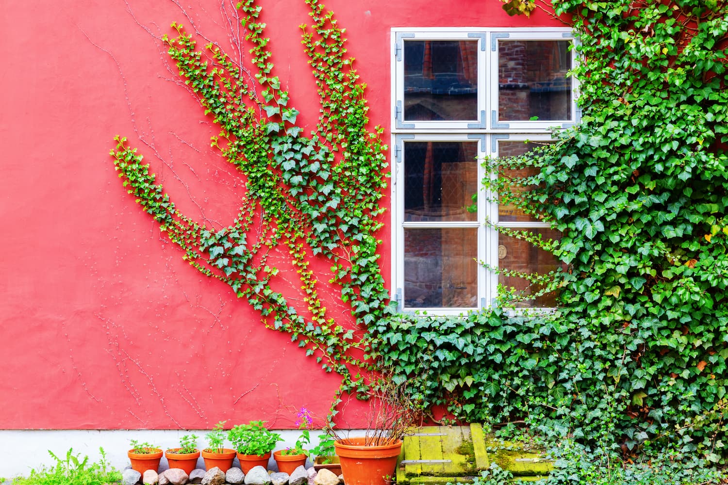 plantes grimpantes
