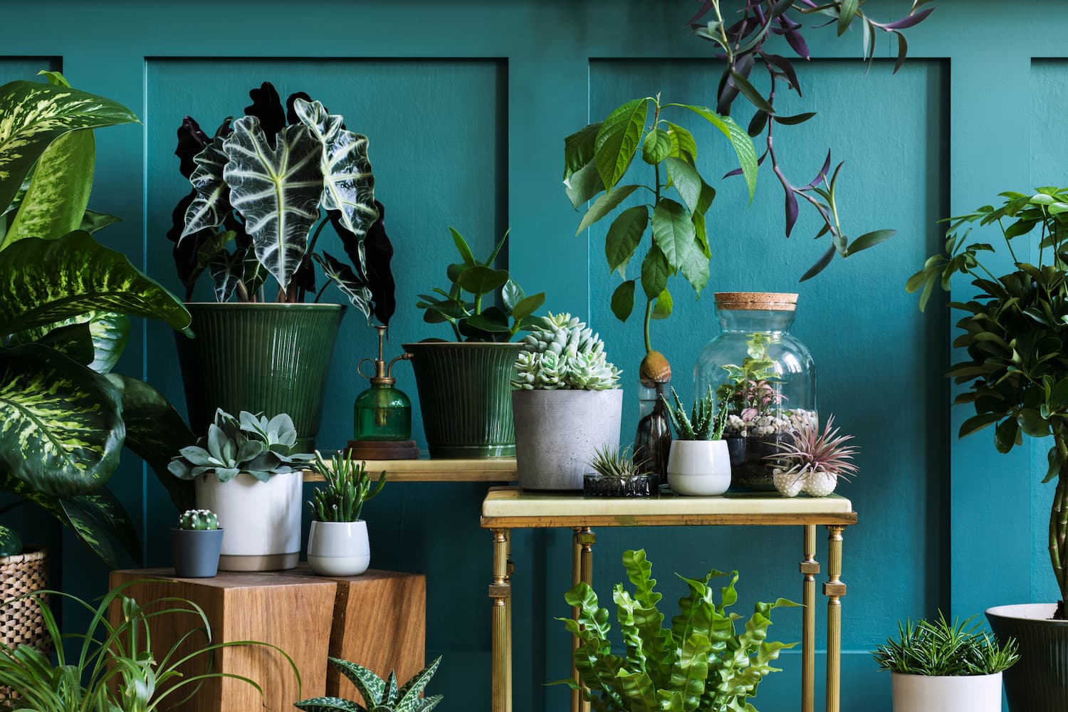 plantes faciles à faire pousser